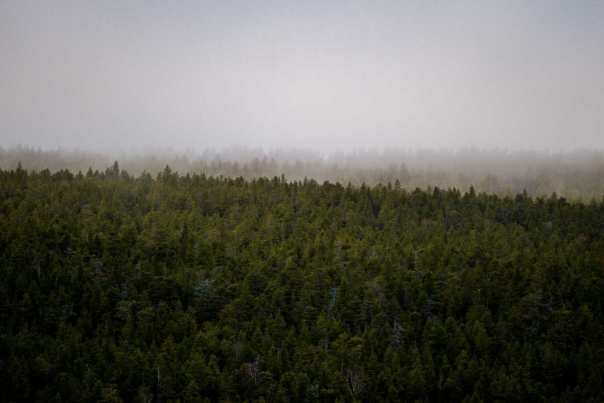 Landschaftsbild von Bäumen und Nebel im Lemmenjoki Nationalpark in Finnland