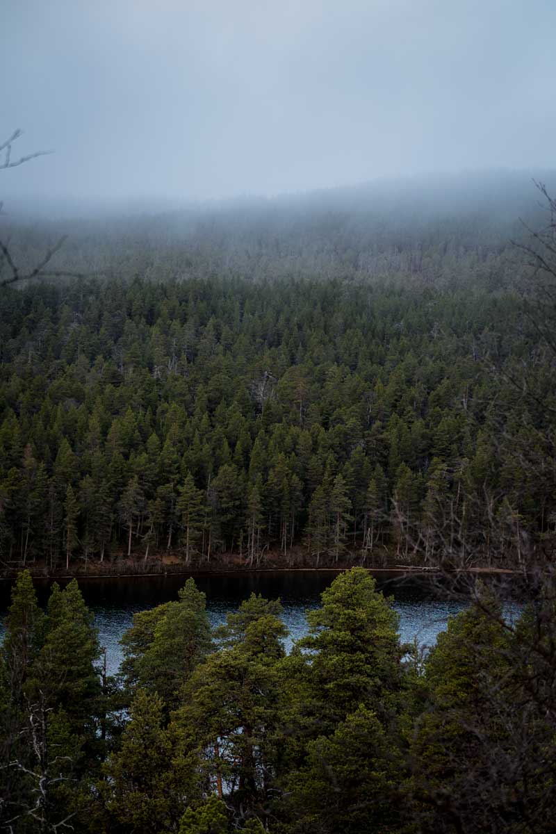 Landschaftsbild von Bäumen und Nebel an einem Fluss im Lemmenjoki Nationalpark in Finnland